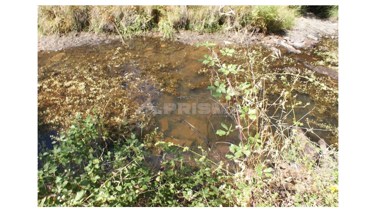 Terreno para Venda em Pedrógão de São Pedro e Bemposta Foto 14