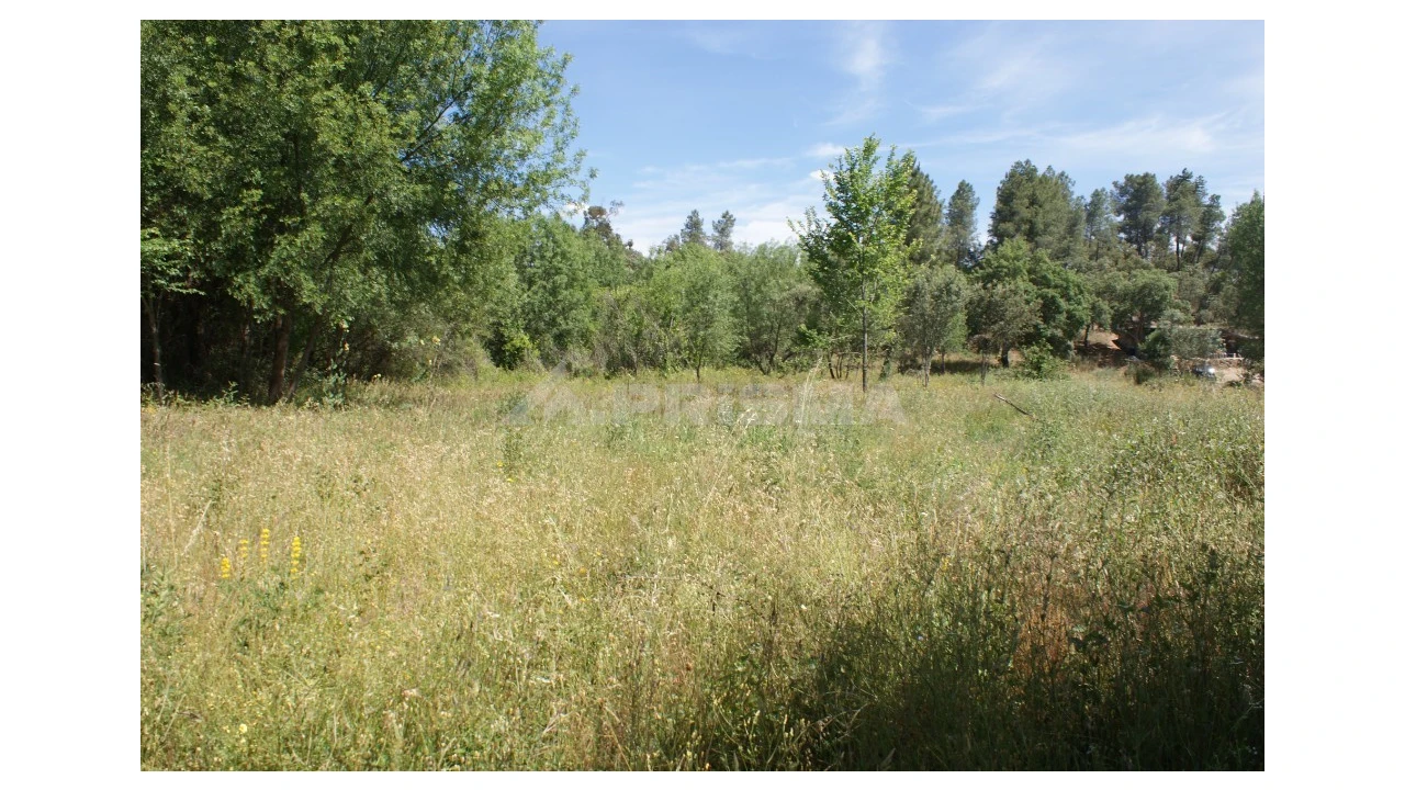 Terreno para Venda em Pedrógão de São Pedro e Bemposta Foto 12