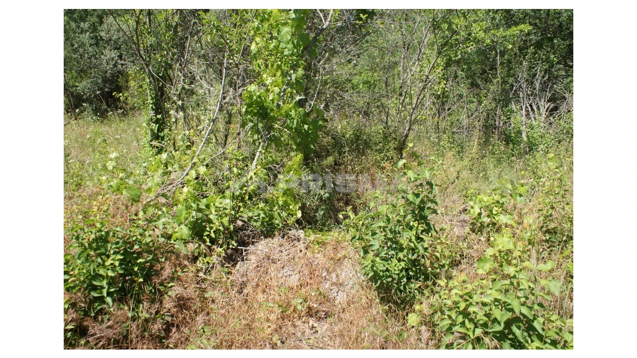 Terreno para Venda em Pedrógão de São Pedro e Bemposta Foto 6