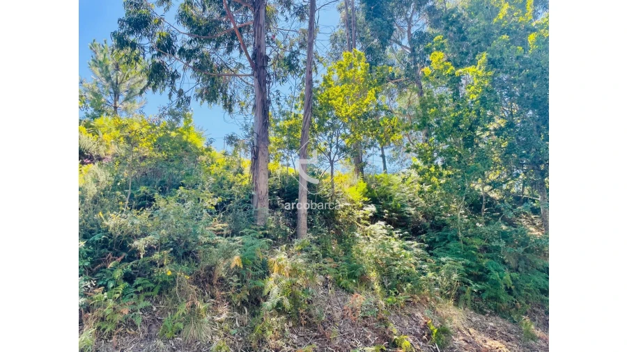 Terreno para Venda em Infesta Foto 25