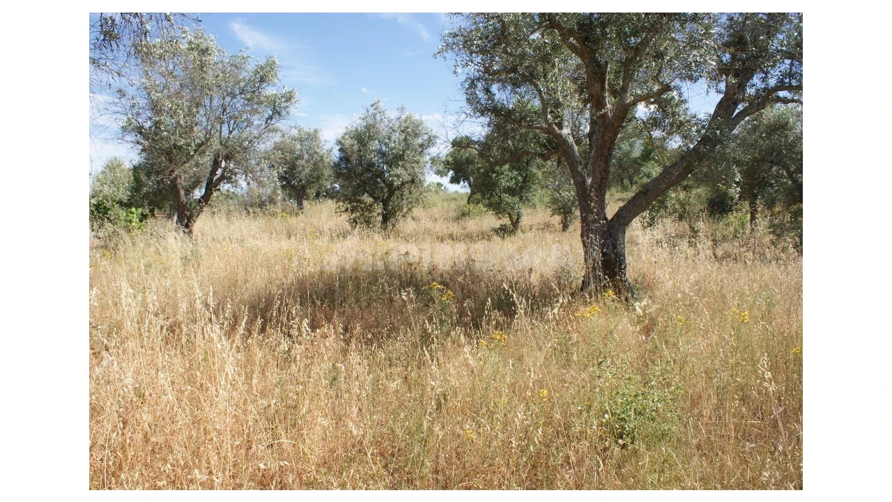 Terreno para Venda em Pedrógão de São Pedro e Bemposta Foto 9