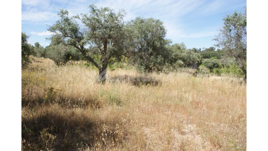 Terreno para Venda em Pedrógão de São Pedro e Bemposta Foto 8