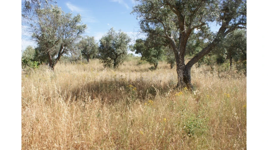 Terreno para Venda em Pedrógão de São Pedro e Bemposta Foto 9
