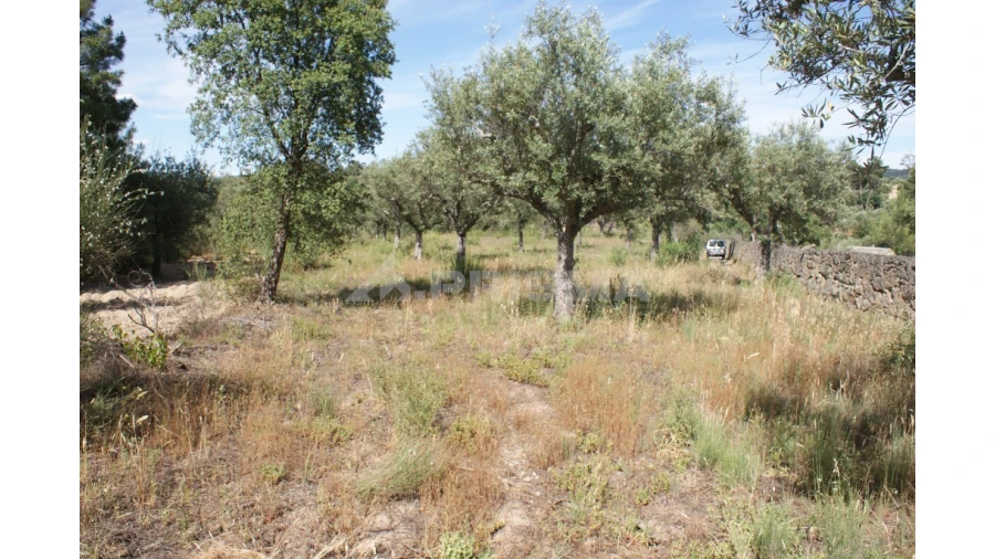 Terreno para Venda em Pedrógão de São Pedro e Bemposta Foto 3