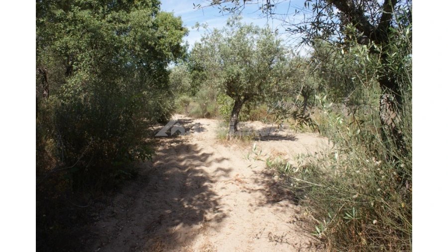 Terreno para Venda em Pedrógão de São Pedro e Bemposta Foto 1