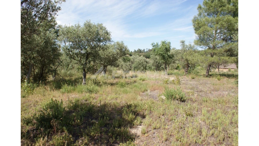 Terreno para Venda em Pedrógão de São Pedro e Bemposta Foto 5