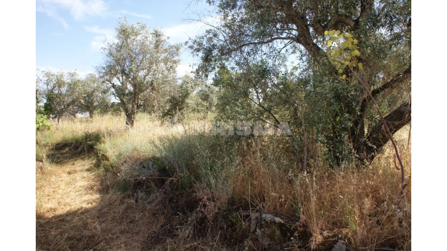 Terreno para Venda em Pedrógão de São Pedro e Bemposta Foto 10