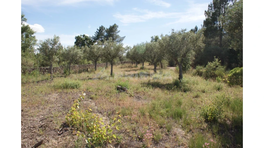 Terreno para Venda em Pedrógão de São Pedro e Bemposta Foto 6