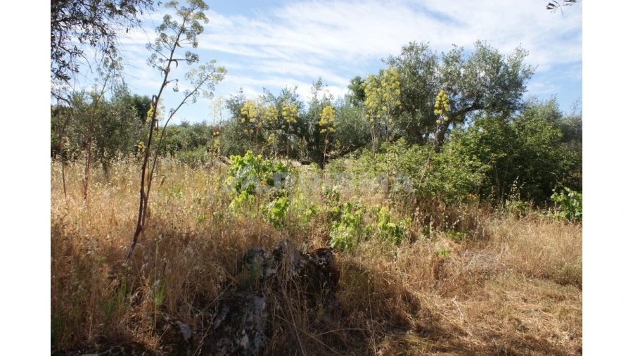 Terreno para Venda em Pedrógão de São Pedro e Bemposta Foto 11