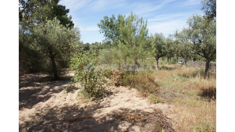 Terreno para Venda em Pedrógão de São Pedro e Bemposta Foto 2