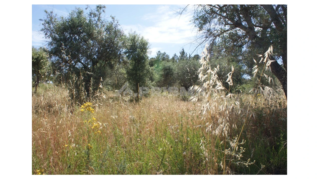 Terreno para Venda em Pedrógão de São Pedro e Bemposta Foto 13