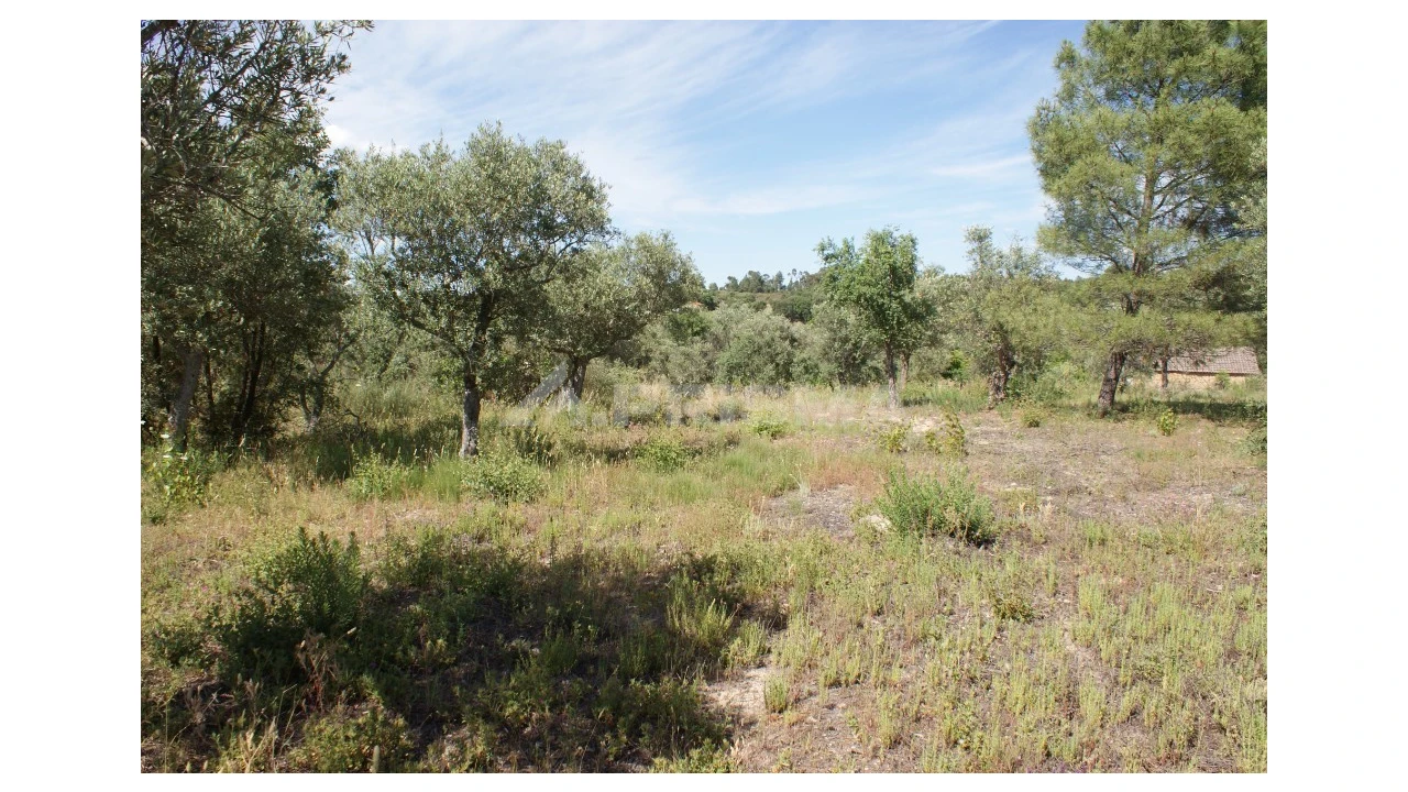 Terreno para Venda em Pedrógão de São Pedro e Bemposta Foto 5