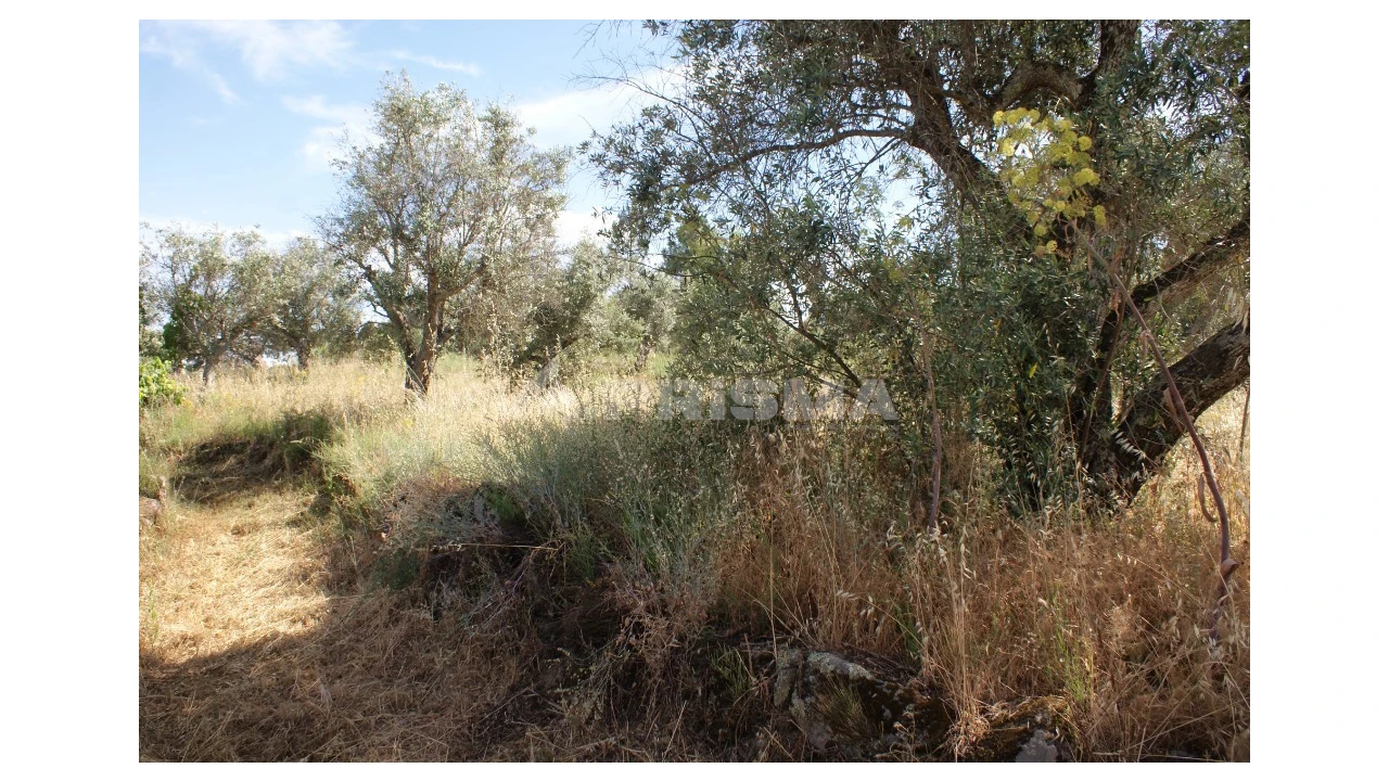 Terreno para Venda em Pedrógão de São Pedro e Bemposta Foto 10
