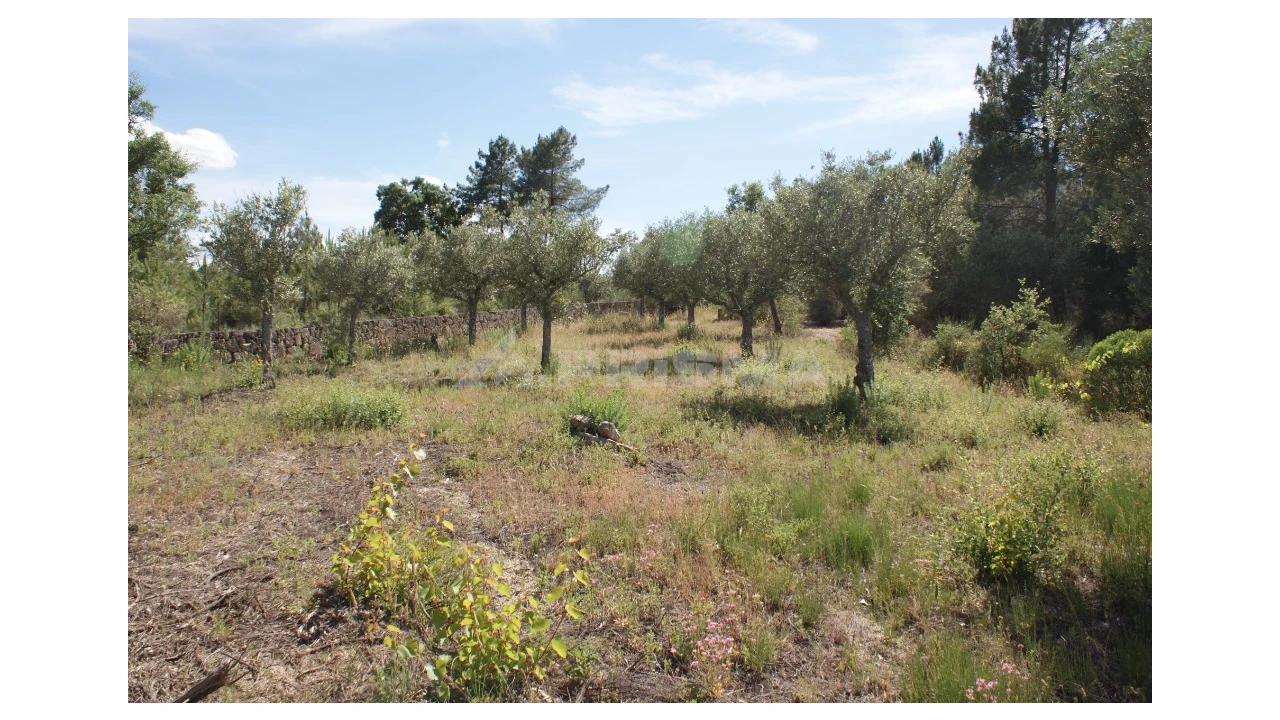Terreno para Venda em Pedrógão de São Pedro e Bemposta Foto 6