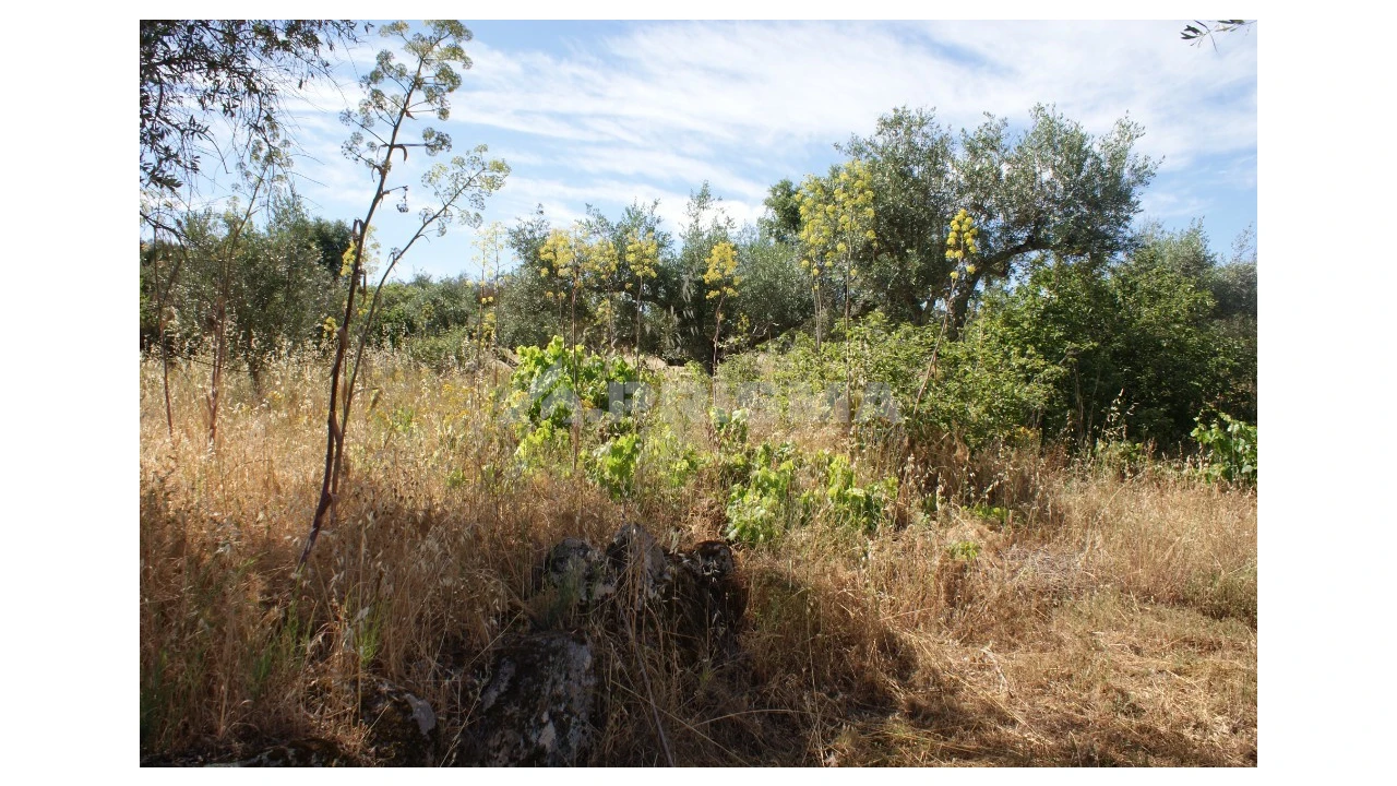 Terreno para Venda em Pedrógão de São Pedro e Bemposta Foto 11