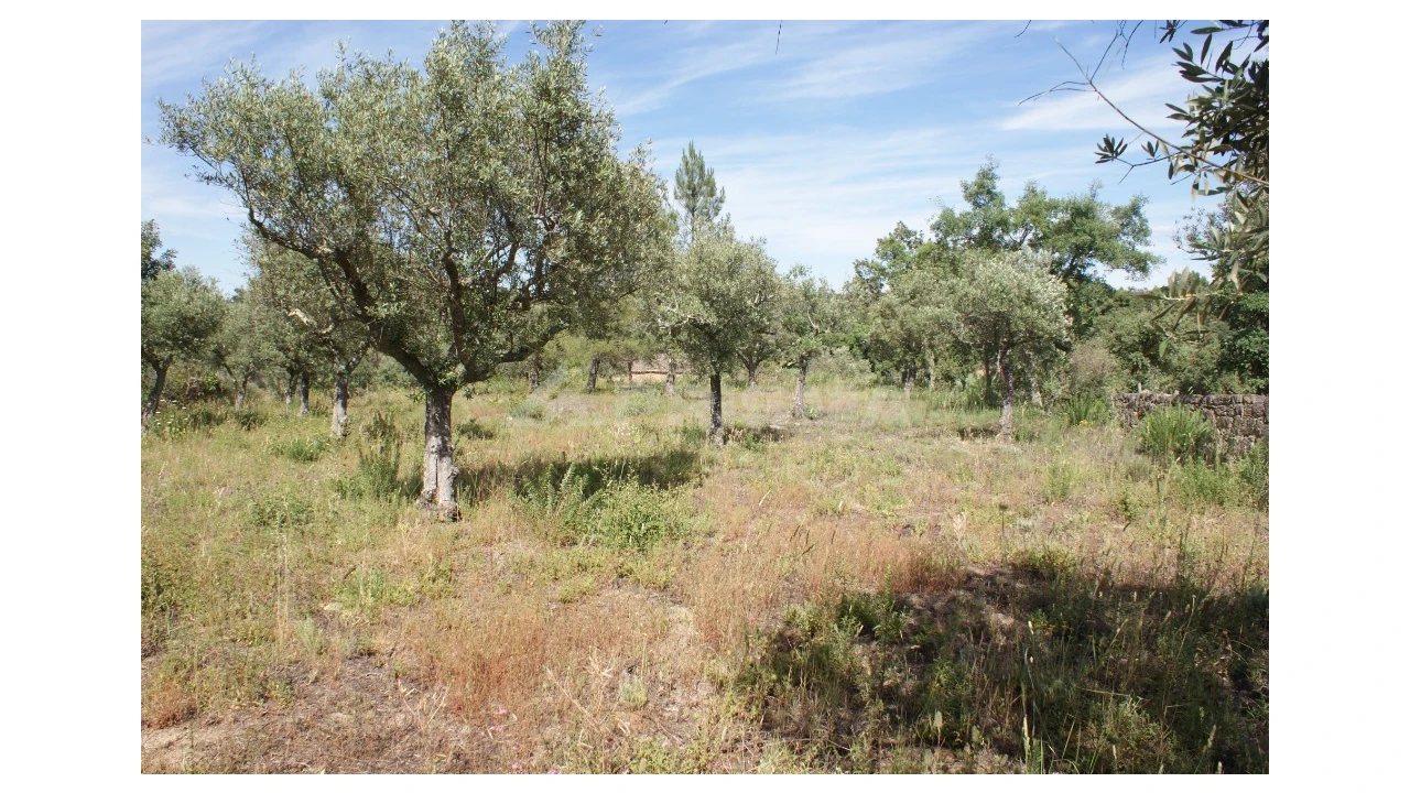 Terreno para Venda em Pedrógão de São Pedro e Bemposta Foto 4