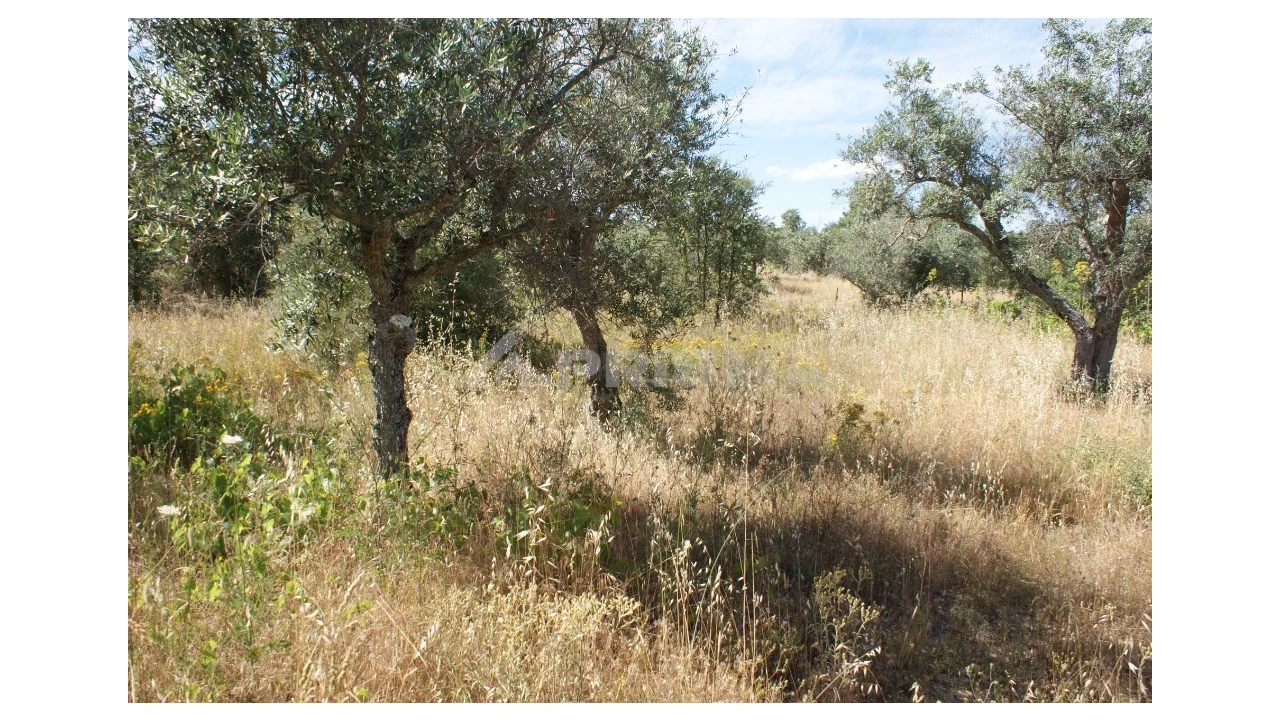 Terreno para Venda em Pedrógão de São Pedro e Bemposta Foto 7