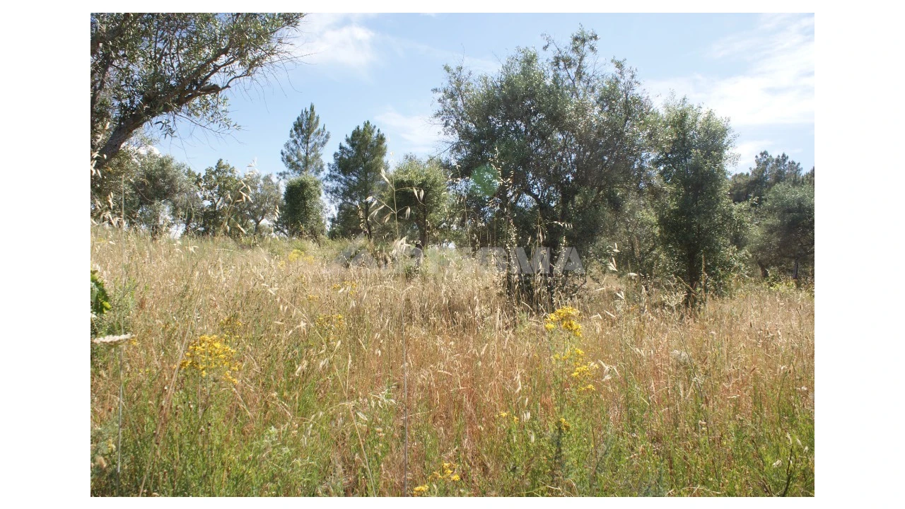 Terreno para Venda em Pedrógão de São Pedro e Bemposta Foto 12