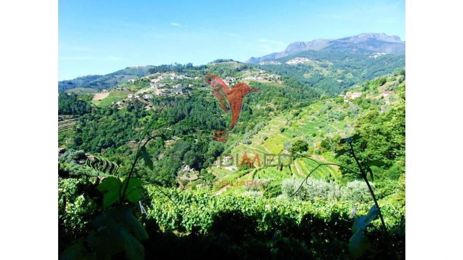 Terreno para Venda em Louredo e Fornelos Foto 15
