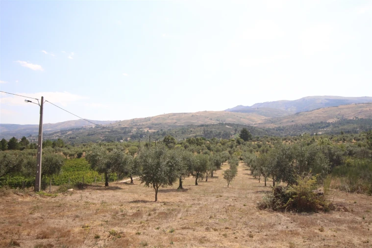 Quinta T0 para Venda em São Paio Foto 12