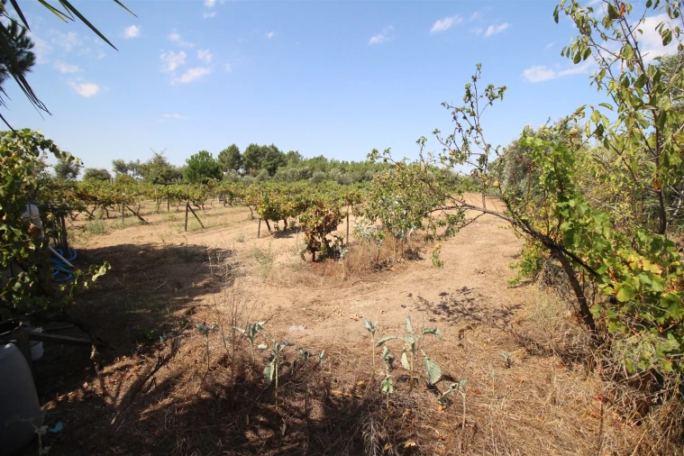 Quinta T0 para Venda em São Paio Foto 4