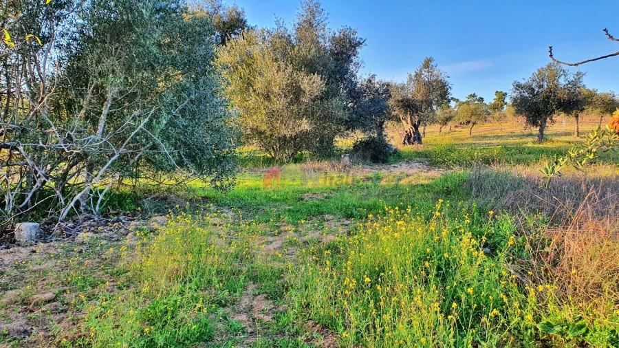 Terreno para Venda em Vila Alva Foto 22