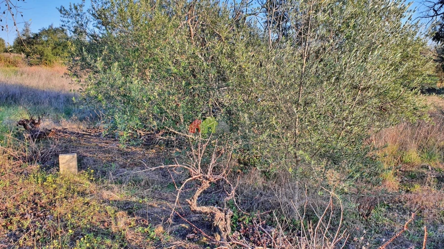 Terreno para Venda em Vila Alva Foto 15