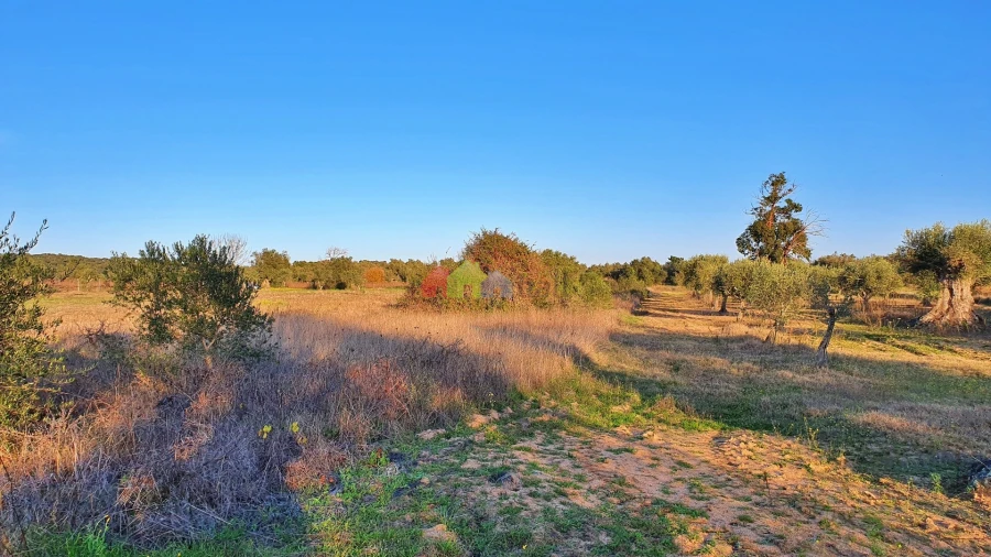 Terreno para Venda em Vila Alva Foto 21