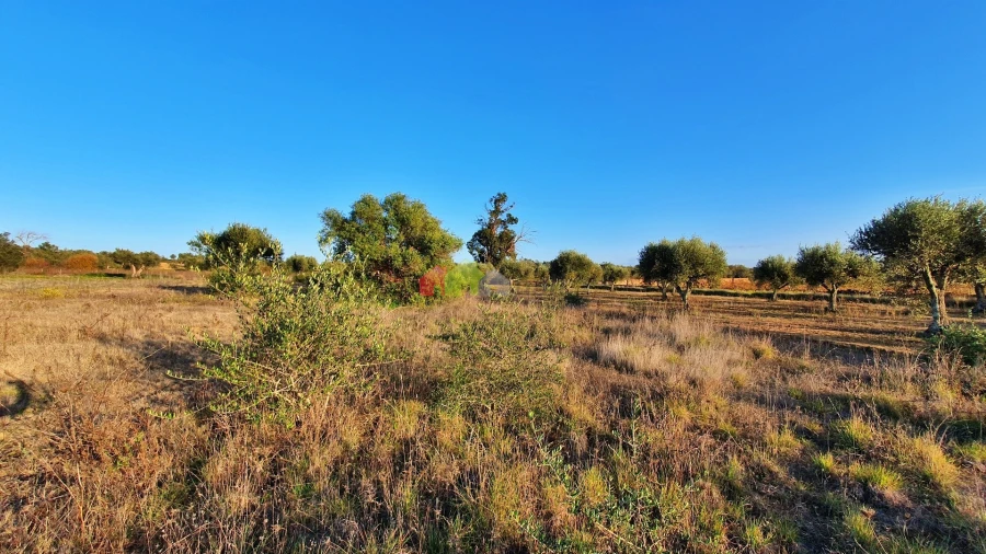 Terreno para Venda em Vila Alva Foto 17