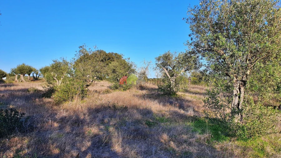 Terreno para Venda em Vila Alva Foto 8