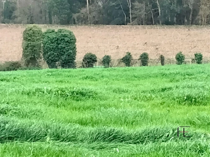 Terreno para Venda em Guilhabreu Foto 8