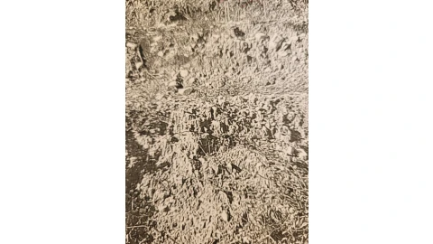 Terreno para Venda em Nossa Senhora da Piedade