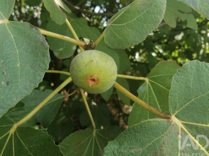 Moradia para Venda em Lamas Foto 24