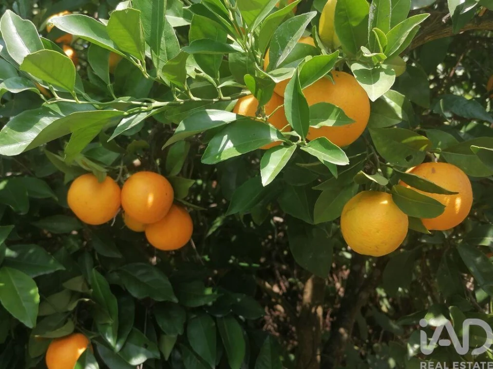 Moradia para Venda em Lamas Foto 23