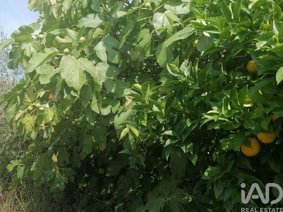 Moradia para Venda em Lamas Foto 19