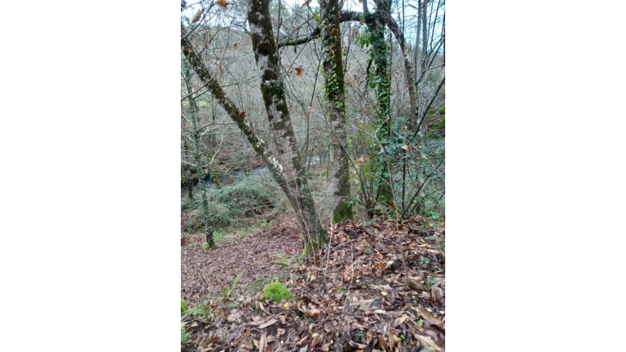 Moradia T2 para Venda em Nespereira Foto 4