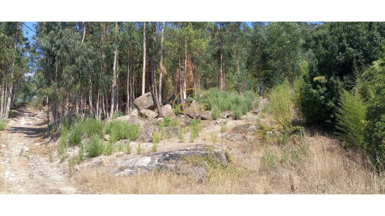 Terreno para Venda em Monte Córdova Foto 4