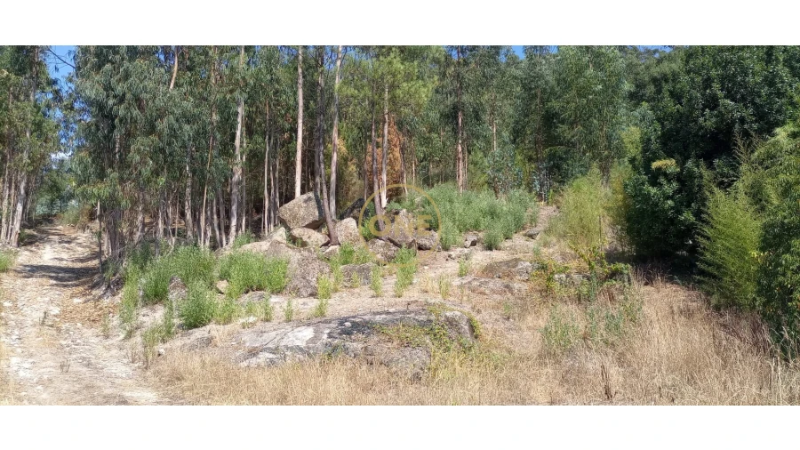 Terreno para Venda em Monte Córdova Foto 4