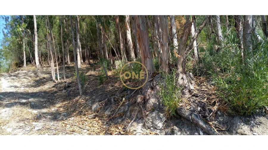 Terreno para Venda em Monte Córdova Foto 3