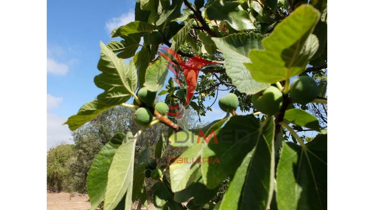Terreno para Venda em São Marcos da Serra Foto 7