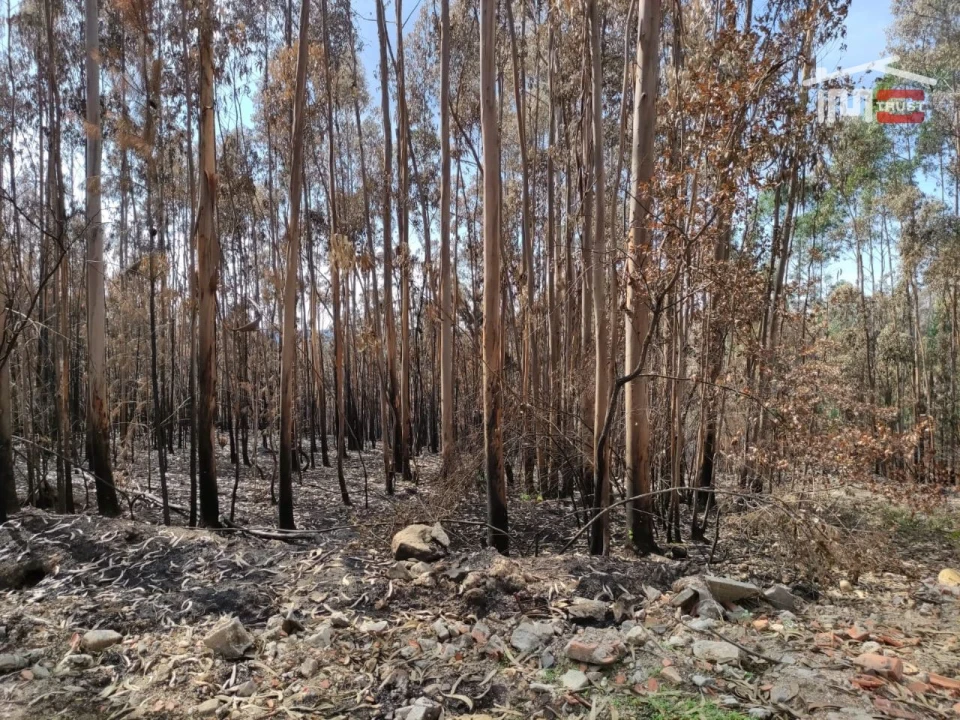 Terreno Agricola ou Rústico para Venda em Urqueira Foto 1