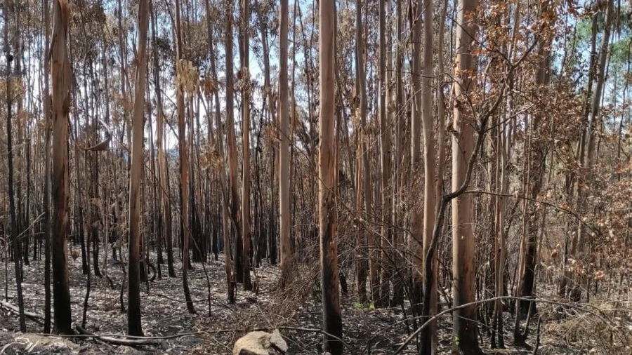 Terreno Agricola ou Rústico para Venda em Urqueira