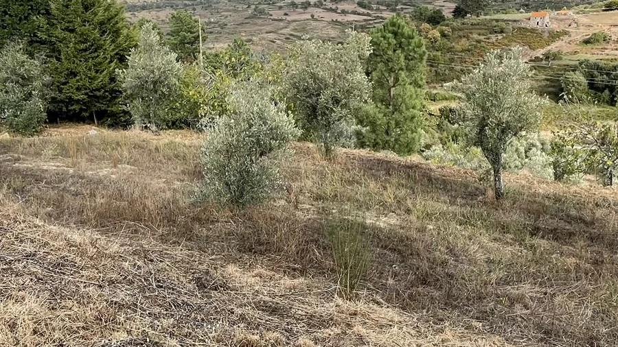 Terreno para Venda em Figueiró da Serra e Freixo da Serra