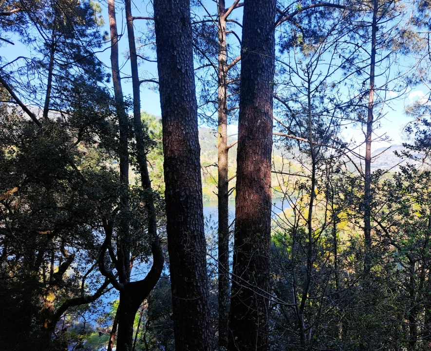 Quinta T9 para Venda em Parada do Bouro Foto 4