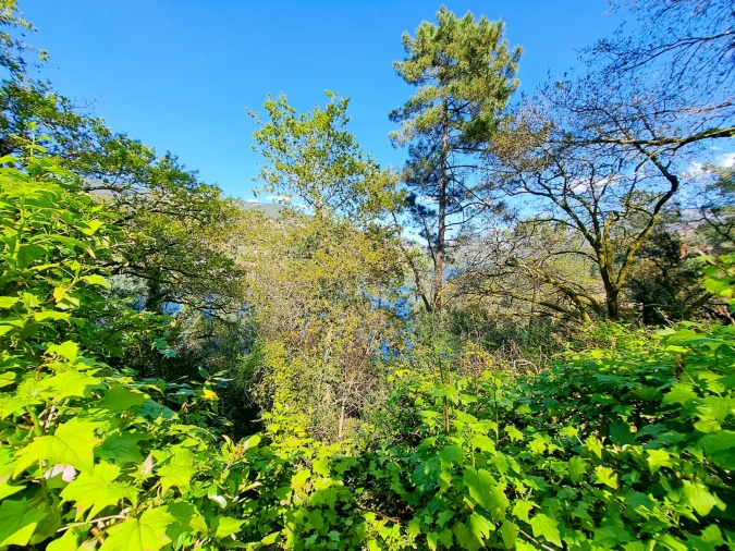 Quinta T9 para Venda em Parada do Bouro Foto 11