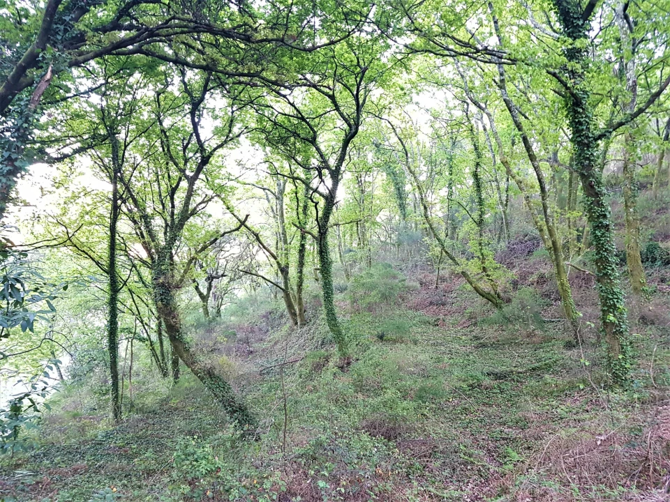 Quinta T0 para Venda em Esqueiros, Nevogilde e Travassós Foto 5