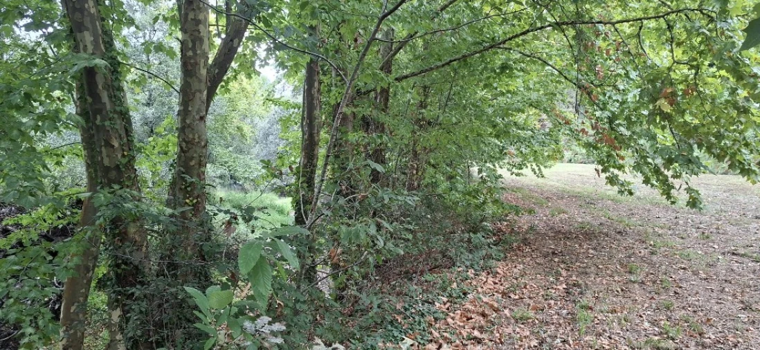 Terreno para Venda em Torre e Portela Foto 10