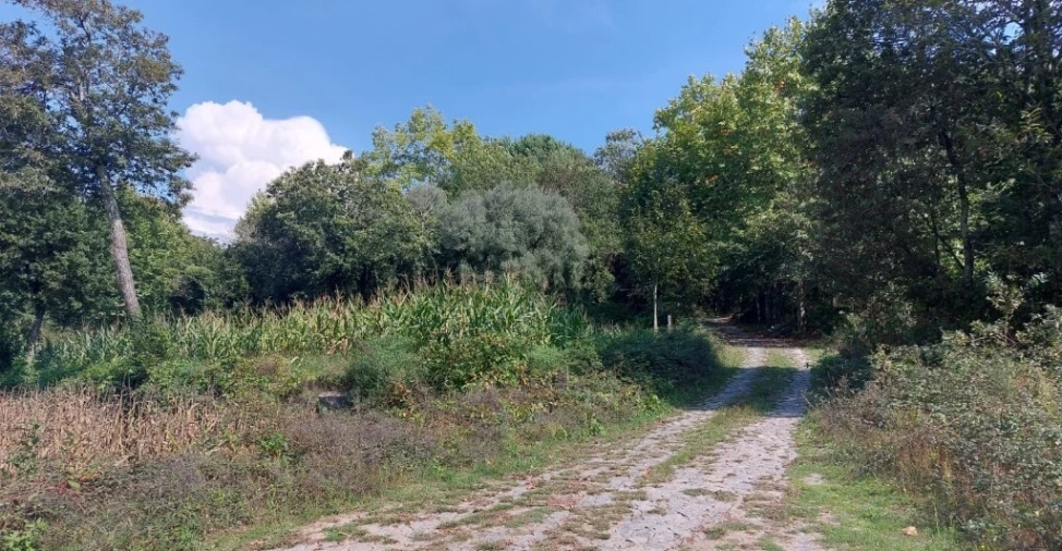 Terreno para Venda em Torre e Portela Foto 1