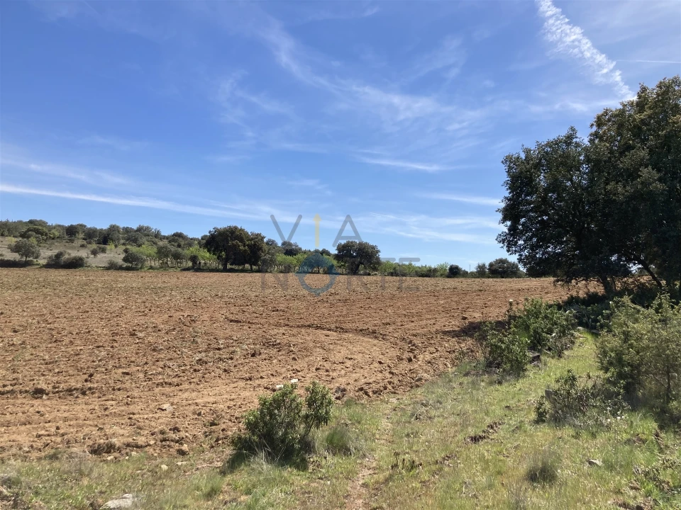 Terreno Agricola ou Rústico para Venda em Azinhoso Foto 7
