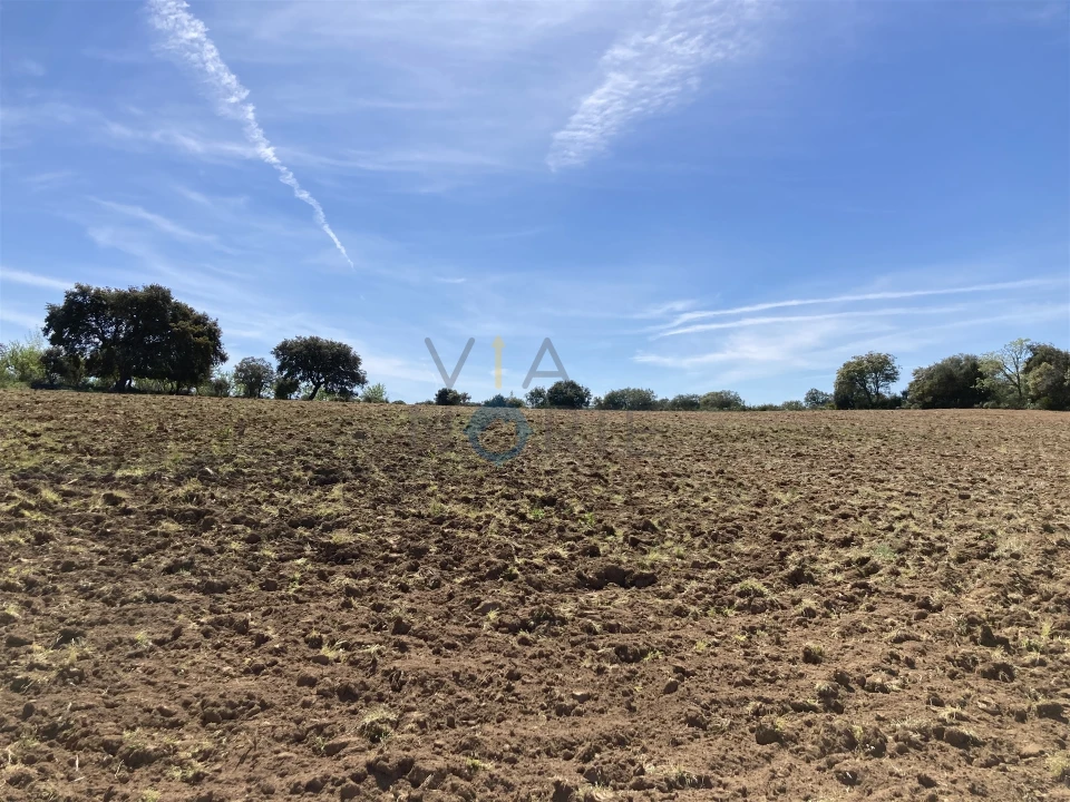 Terreno Agricola ou Rústico para Venda em Azinhoso Foto 5